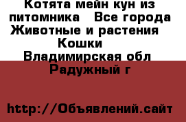 Котята мейн-кун из питомника - Все города Животные и растения » Кошки   . Владимирская обл.,Радужный г.